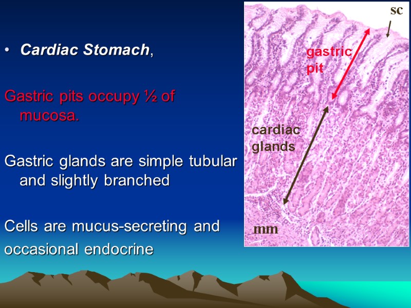 Cardiac Stomach,   Gastric pits occupy ½ of mucosa.   Gastric glands